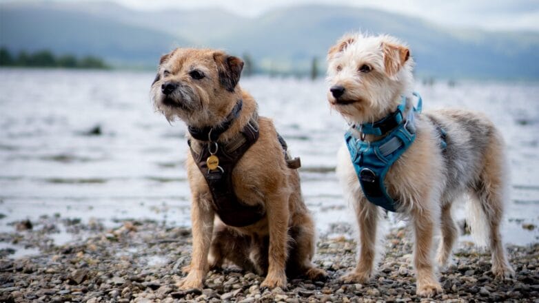 Two_terriers_by_a_lake_my_dog_is_being_sick