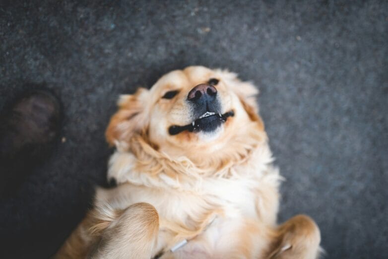 Dog smiling teeth dog dental care kenilworth vets